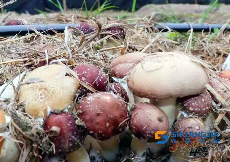 1649124946887014.jpg 20220329033754698.jpg