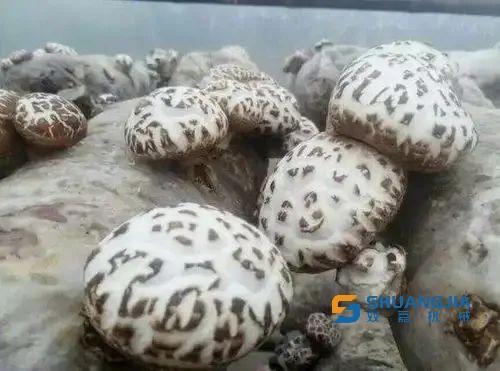 1652057296165034.jpg 640.jpg