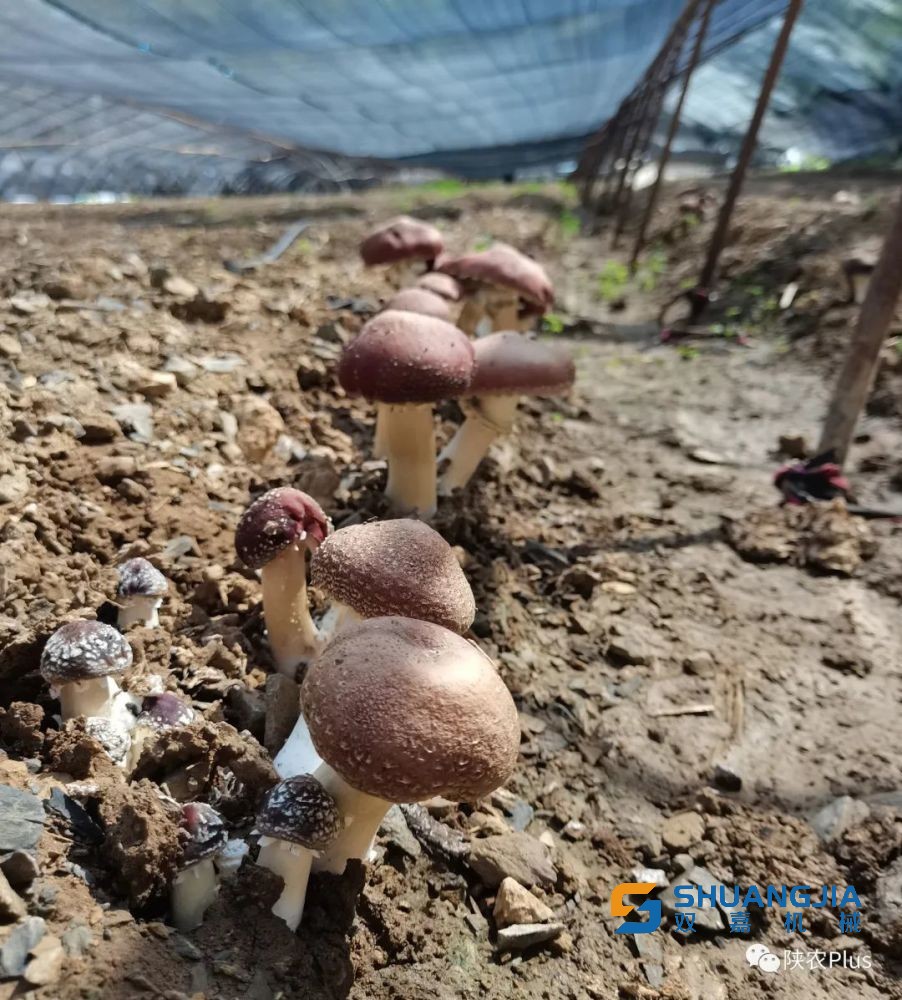 1655083714177182.jpg 09-16-11-74-283825.jpg