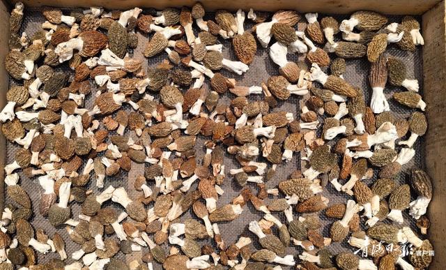 1656466015152420.jpeg 20-05-55-59-283825.jpeg