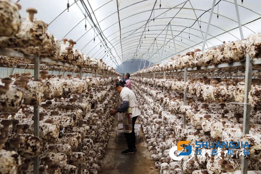 1664758074967918.jpg 1000.jpg