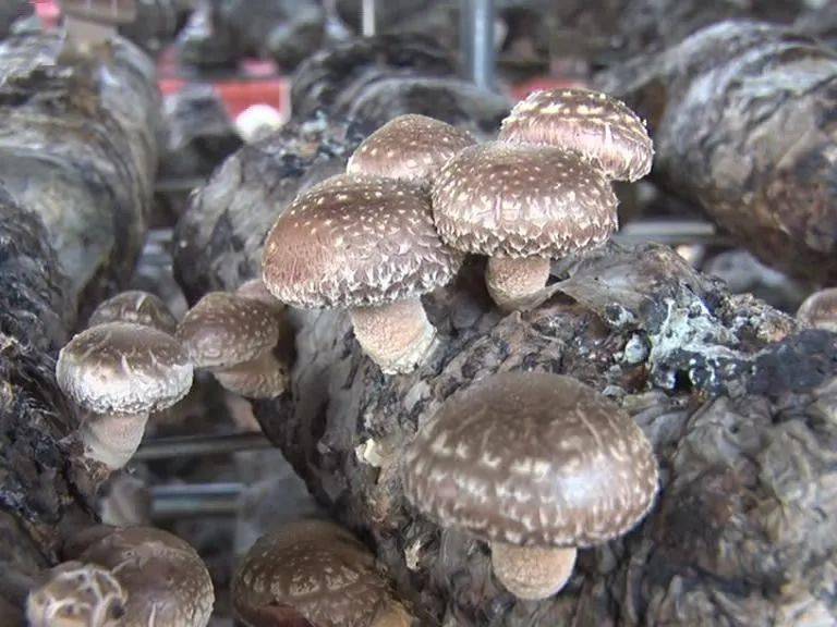 1671335686151488.jpeg 12-56-48-48-283825.jpeg